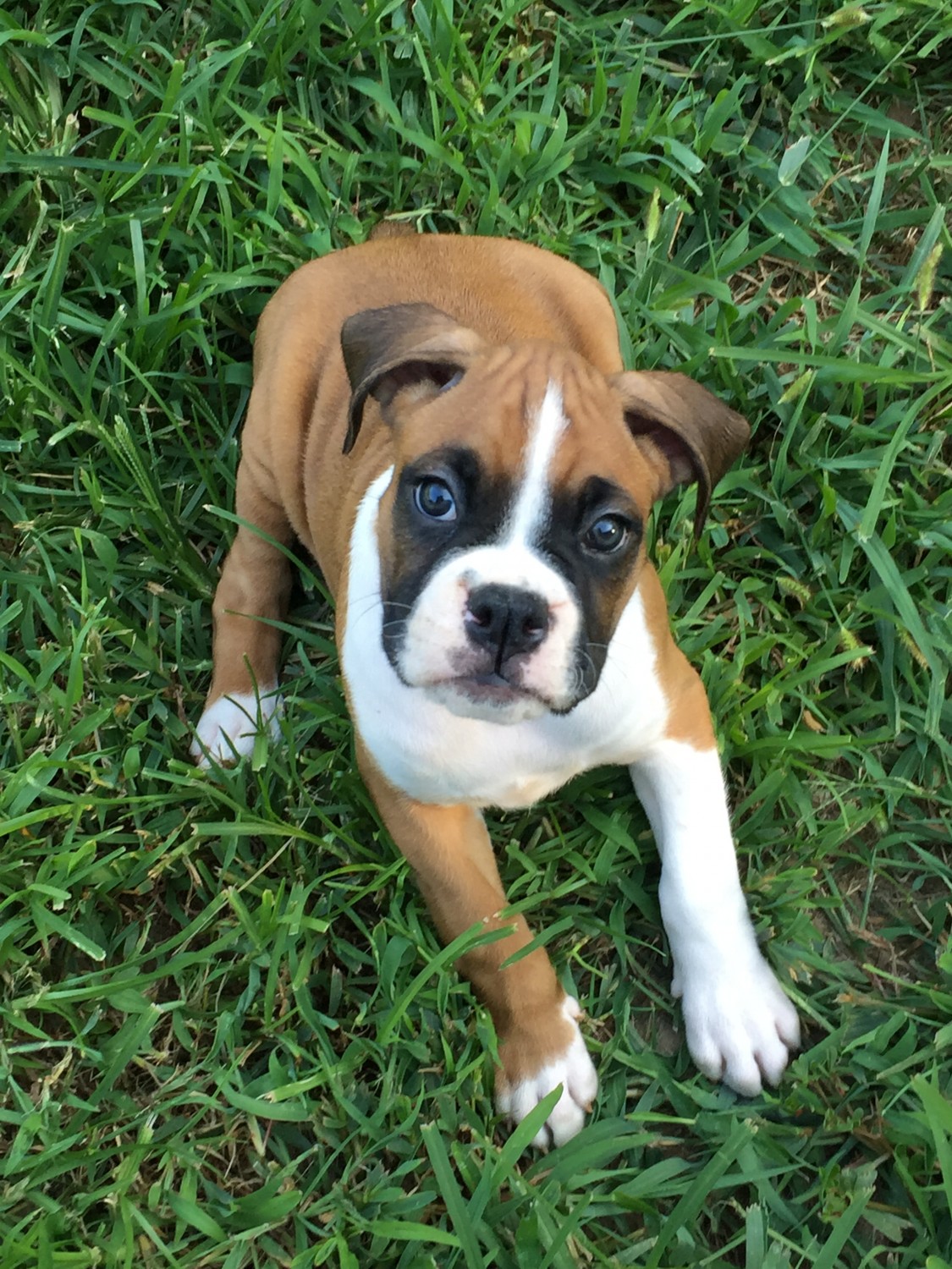 Boxer Puppies For Sale New Jersey 18, NJ 305361