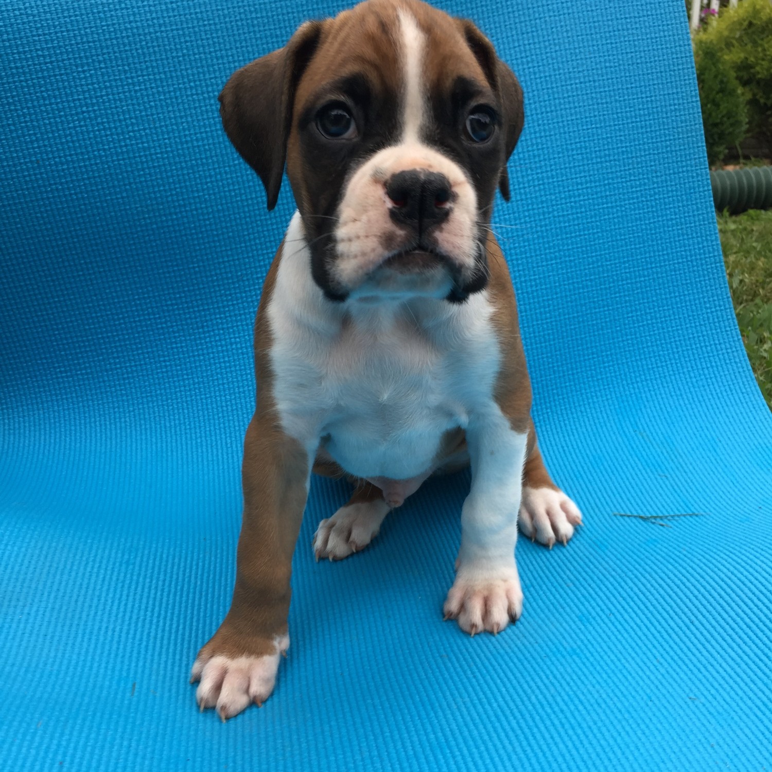 Boxer Puppies For Sale New Jersey 18, NJ 305361