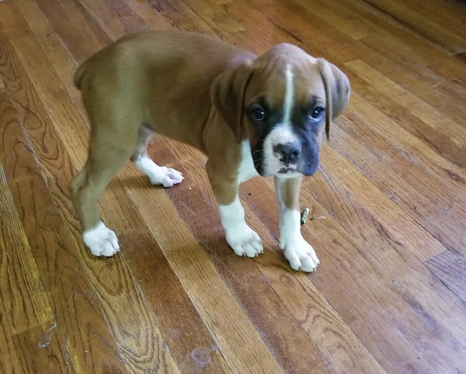 Boxer Puppies For Sale Carlsbad, NM 306123 Petzlover