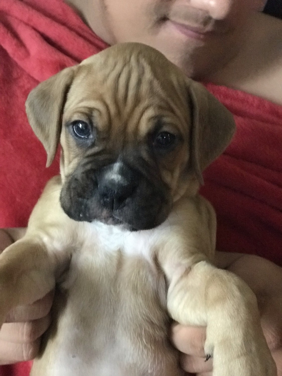 Boxer Puppies For Sale Clermont, FL 307436 Petzlover