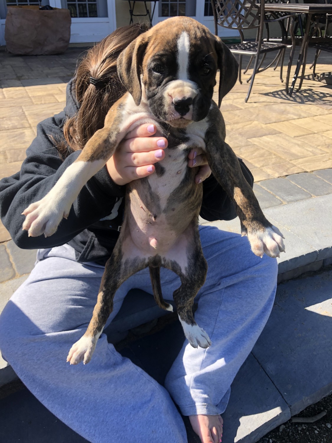 Boxer Puppies For Sale Williamstown Winslow Township Nj 307711