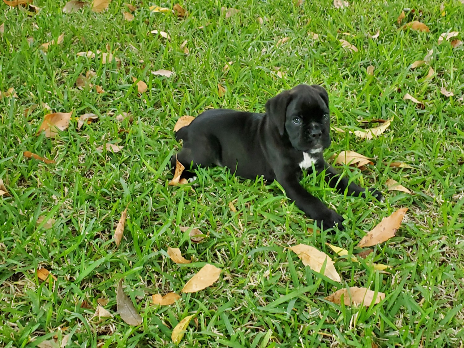 Boxer Puppies For Sale Katy, TX 308701 Petzlover