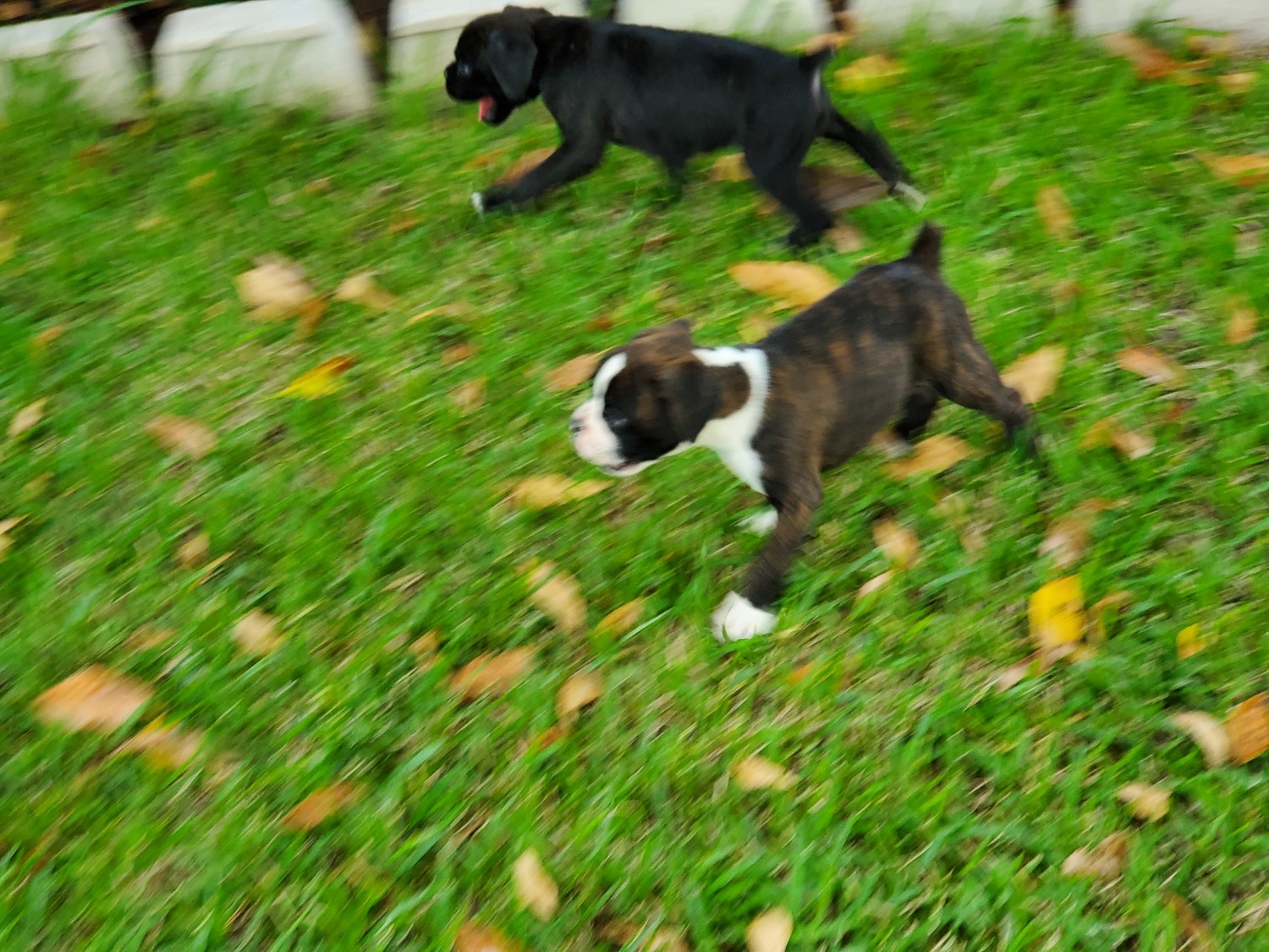Boxer Puppies For Sale Katy, TX 308701 Petzlover