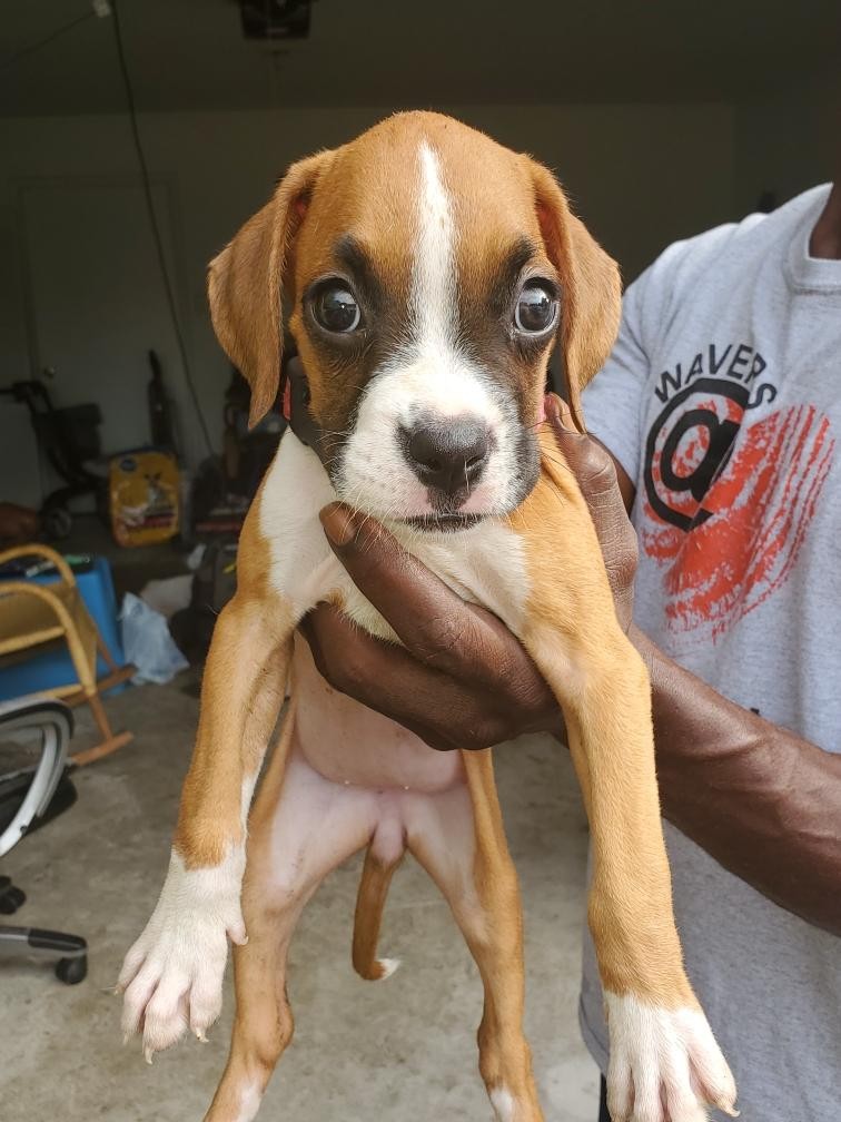 Boxer Puppies For Sale Houston, TX 308720 Petzlover