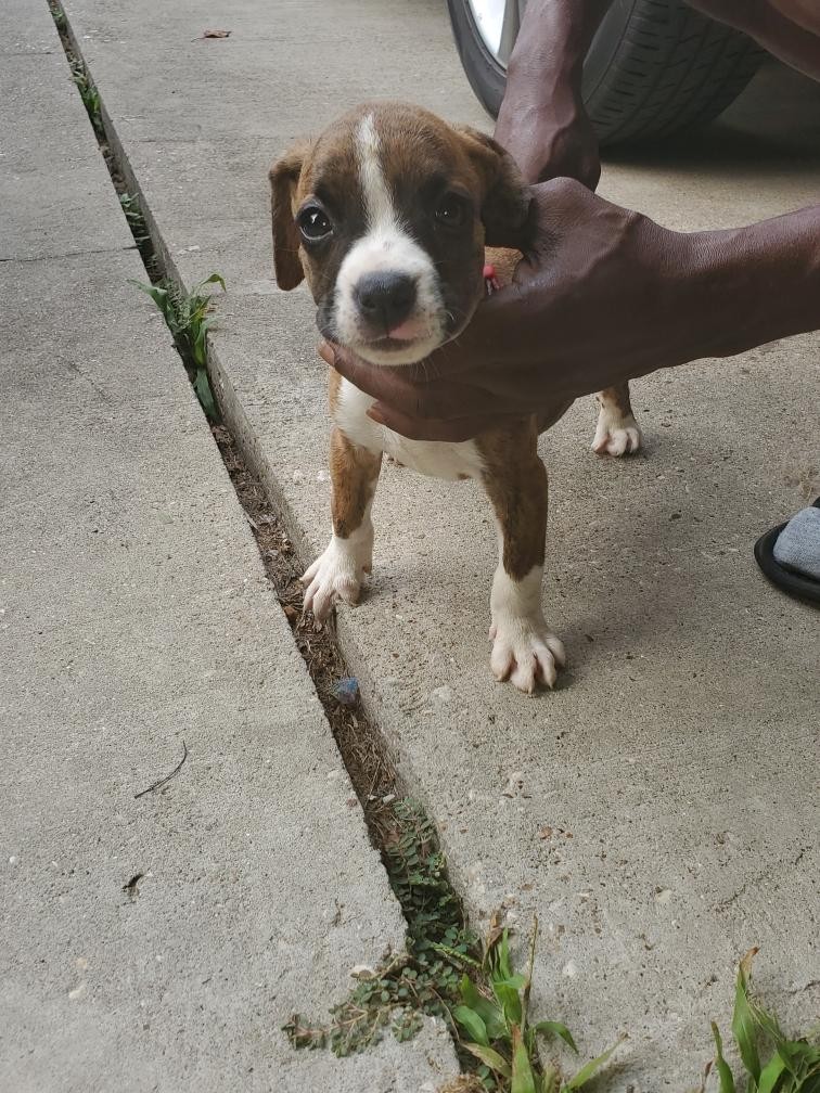 Boxer Puppies For Sale Houston, TX 308720 Petzlover