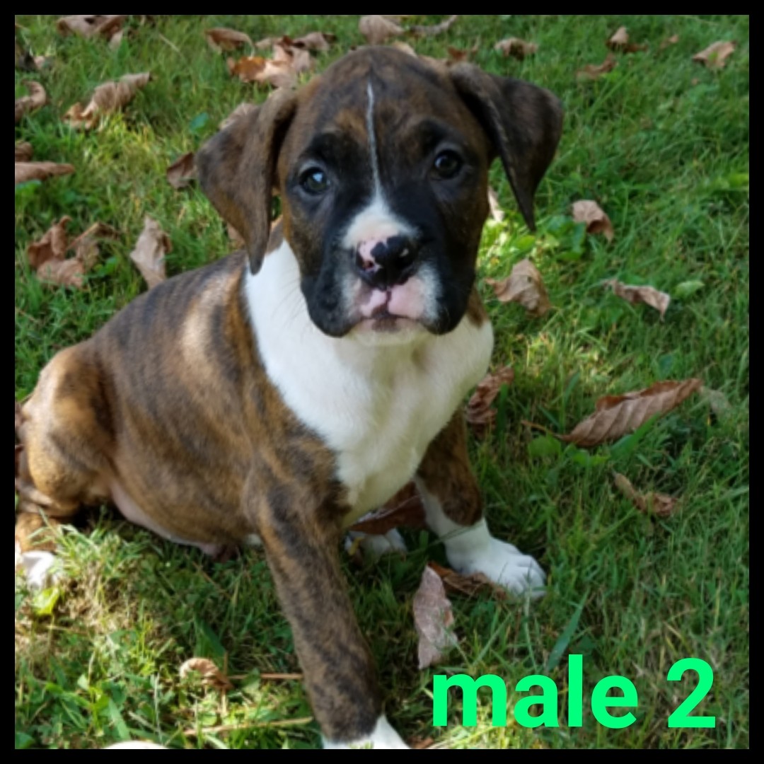 Boxer Puppies For Sale Elliott County, KY 309850