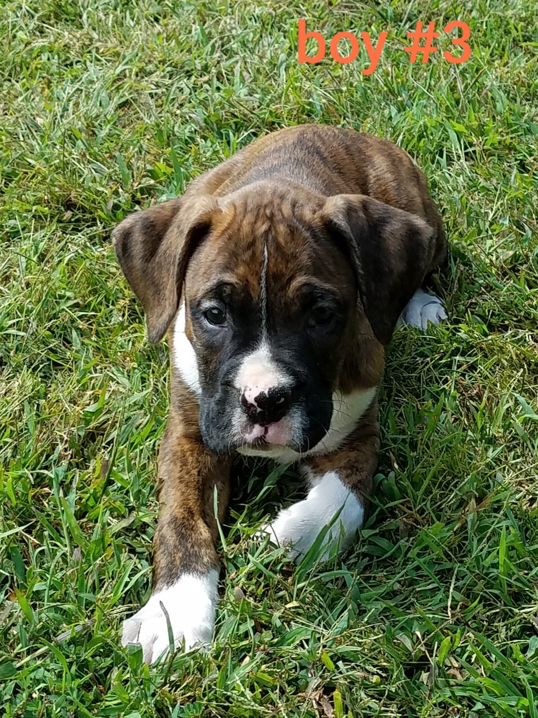 Boxer Puppies For Sale Elliott County, KY 309850