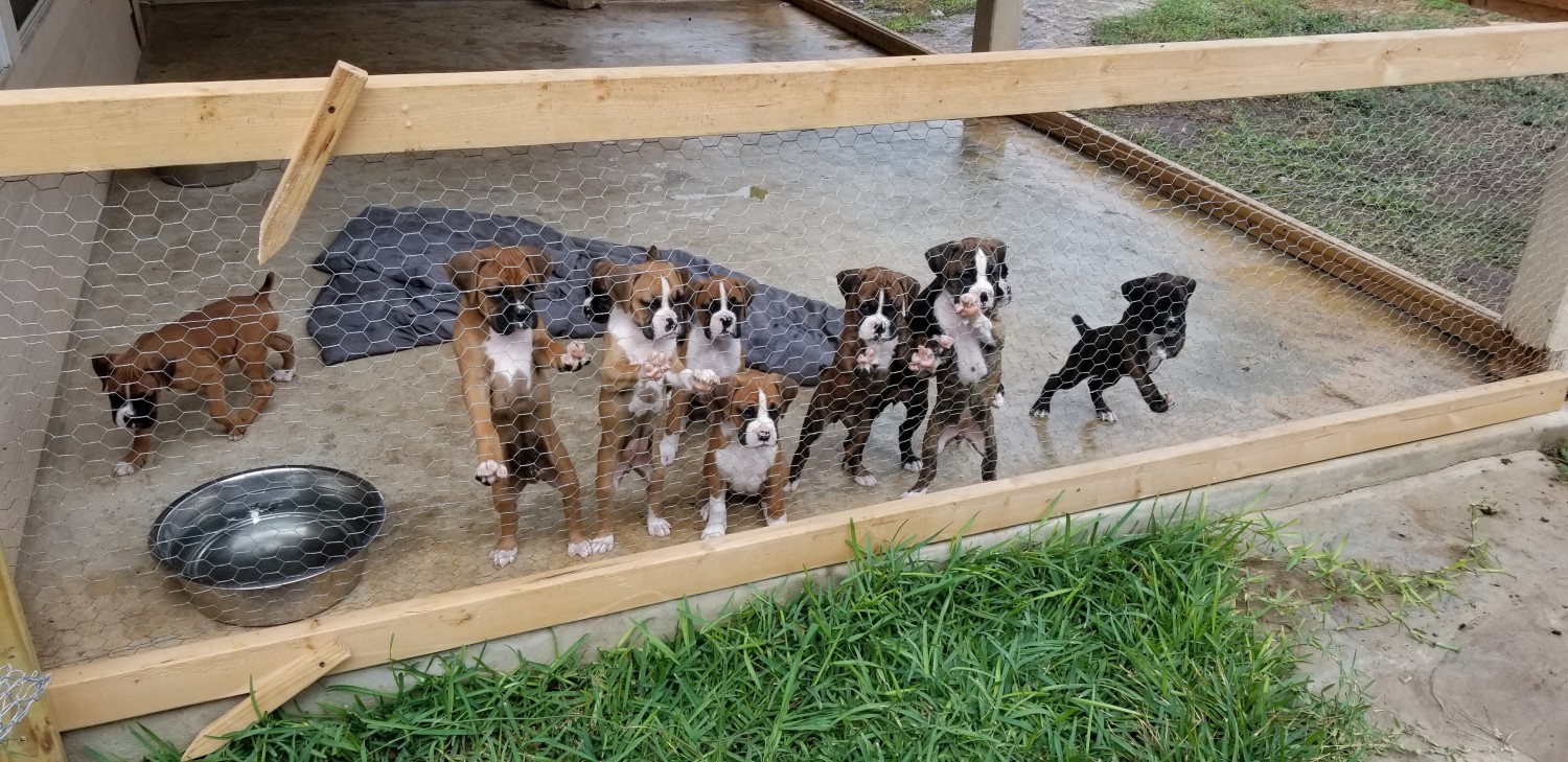 Boxer Puppies For Sale New Braunfels, TX 311526