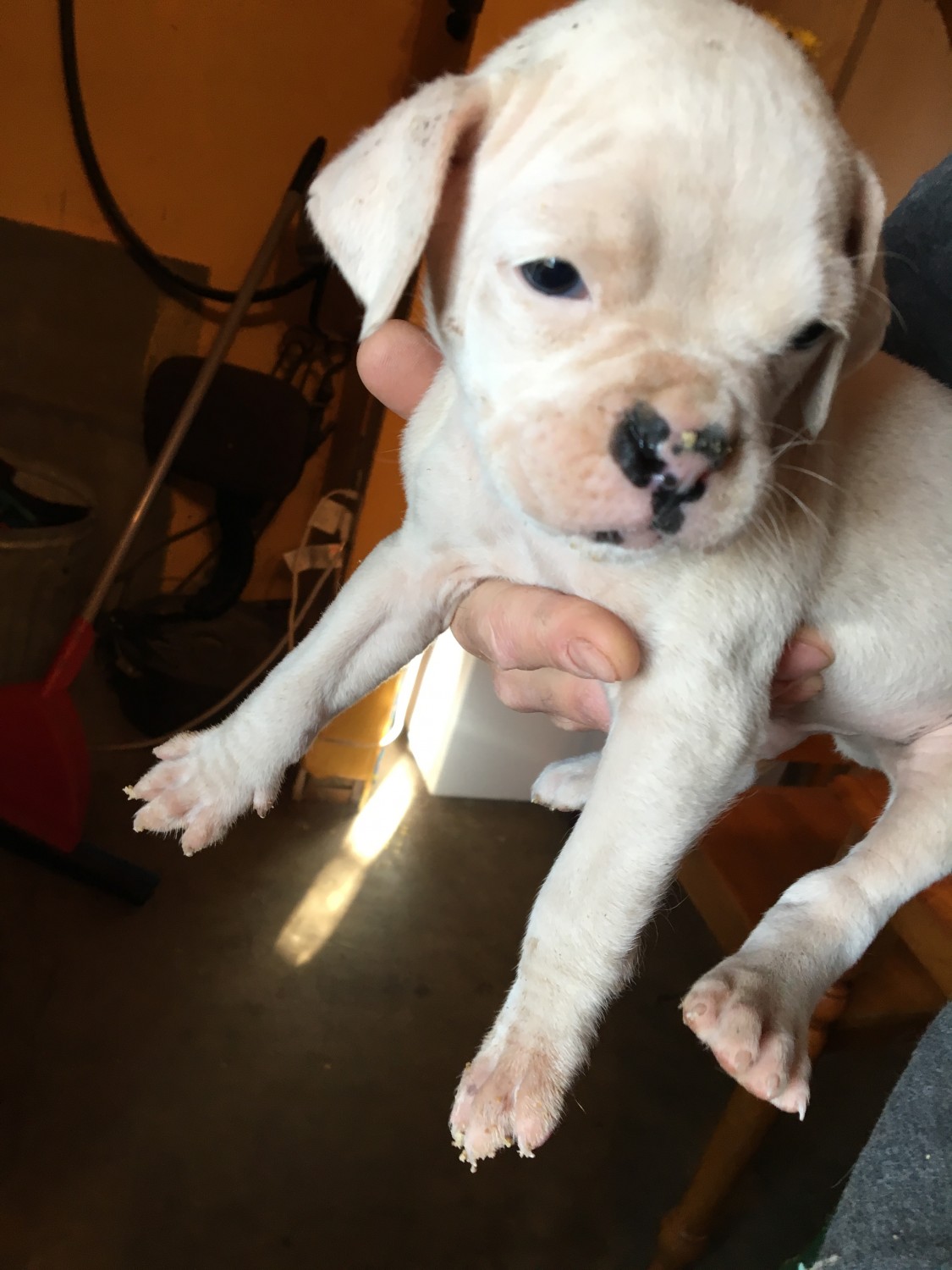 Boxer Puppies For Sale Albuquerque, NM 311750 Petzlover