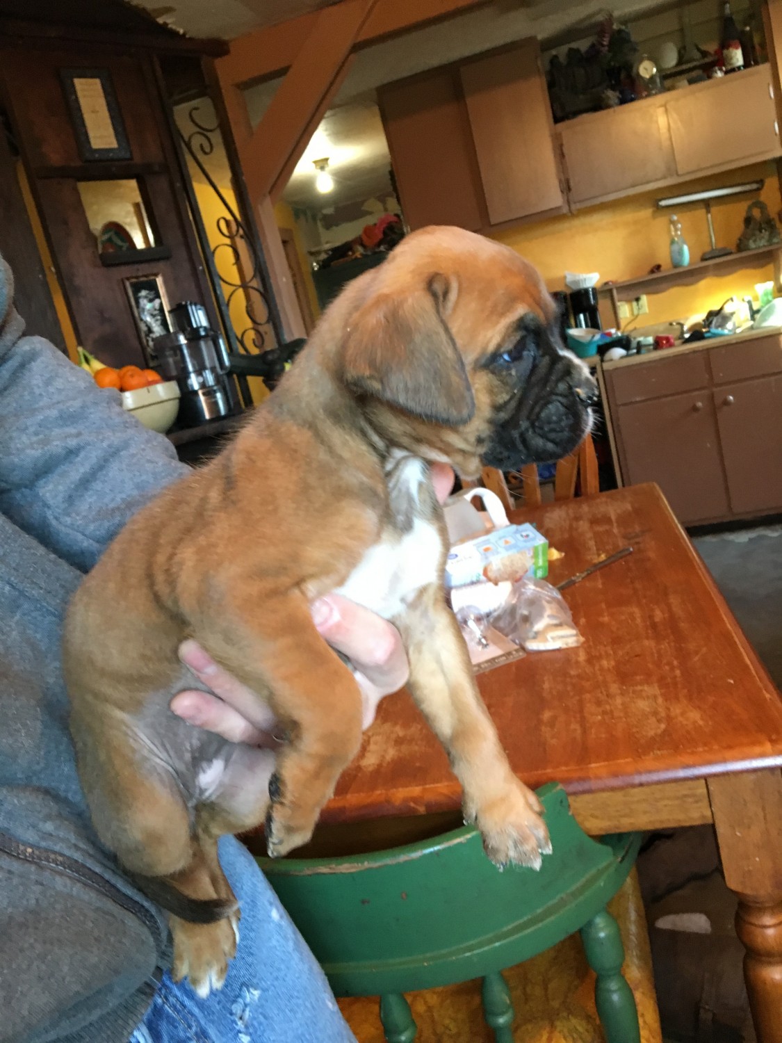 Boxer Puppies For Sale Albuquerque, NM 311750 Petzlover