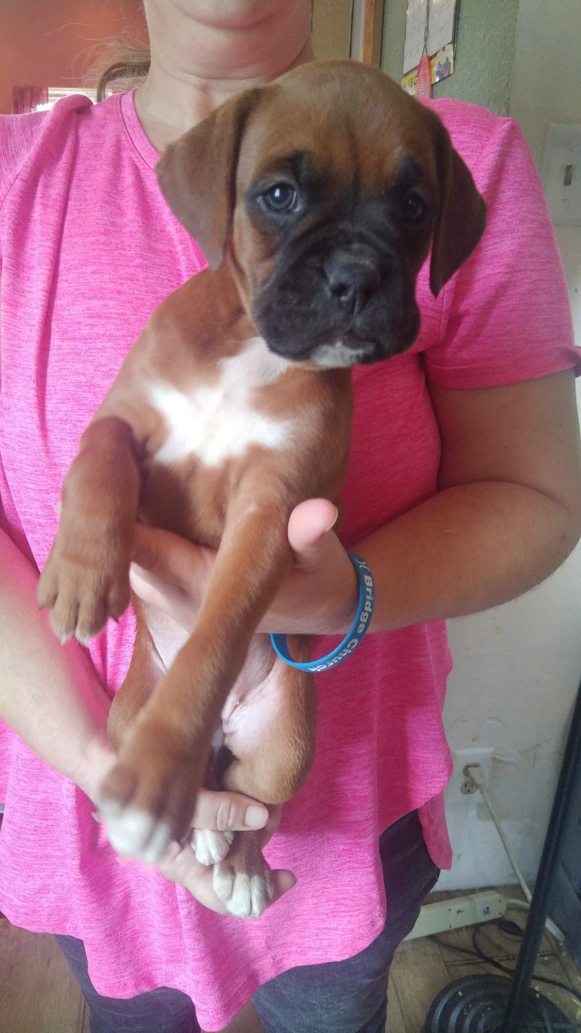 Boxer Puppies For Sale Centerville, IA 312069 Petzlover
