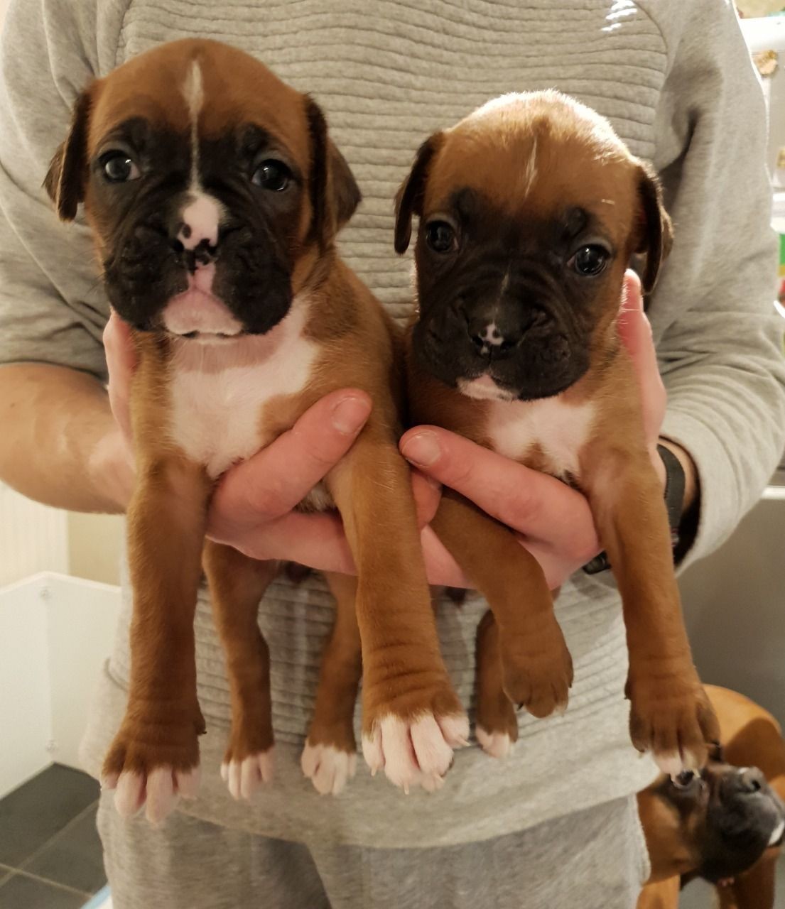 Boxer Puppies For Sale | Greenville, SC #316416 | Petzlover