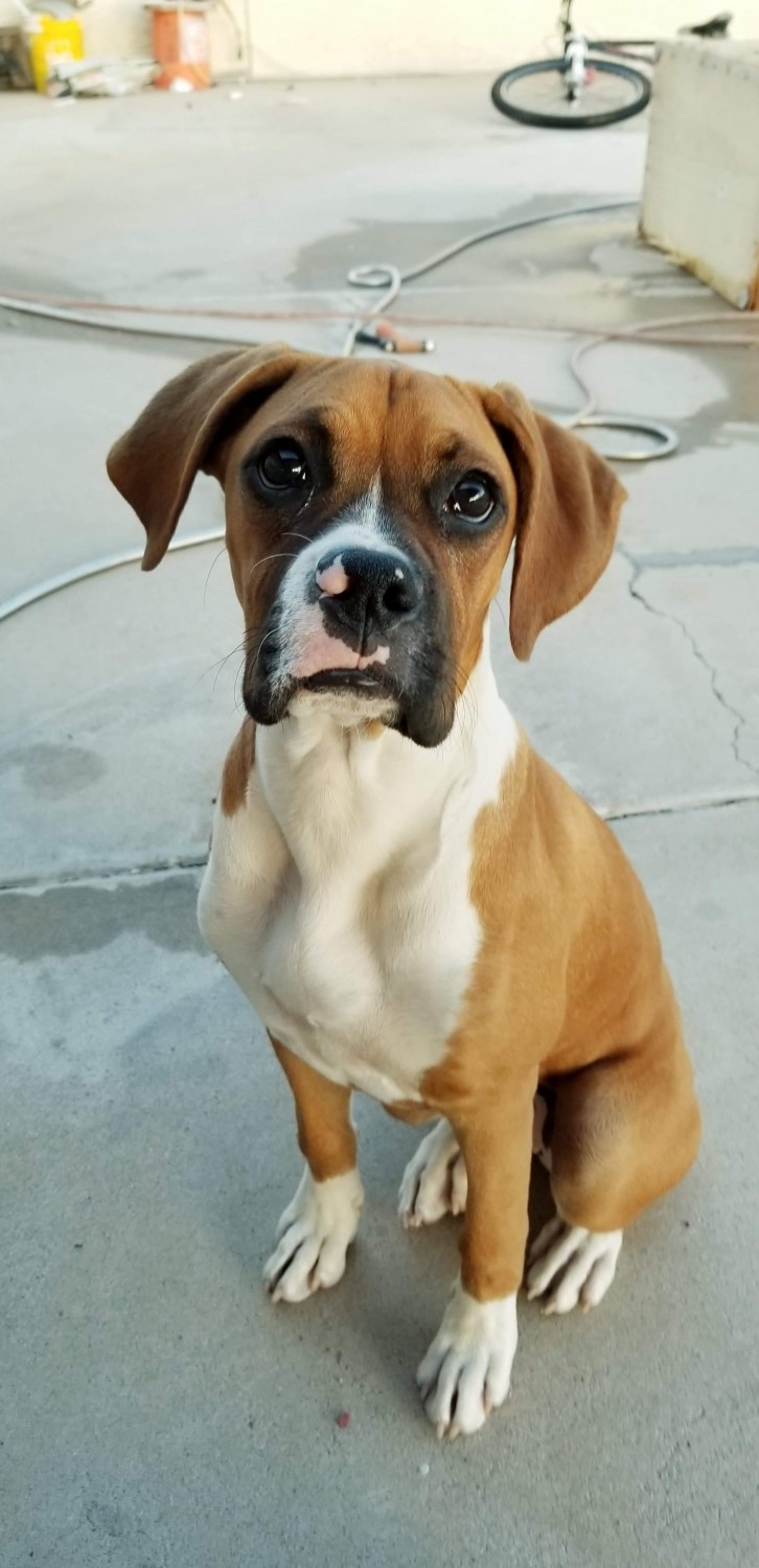 Boxer Puppies For Sale Mesa, AZ 317786 Petzlover