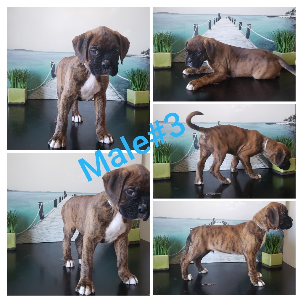 Boxer Puppies For Sale Oklahoma City, OK 318044