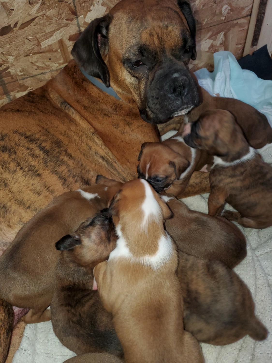 Buy Boxer Puppies For Sale In India