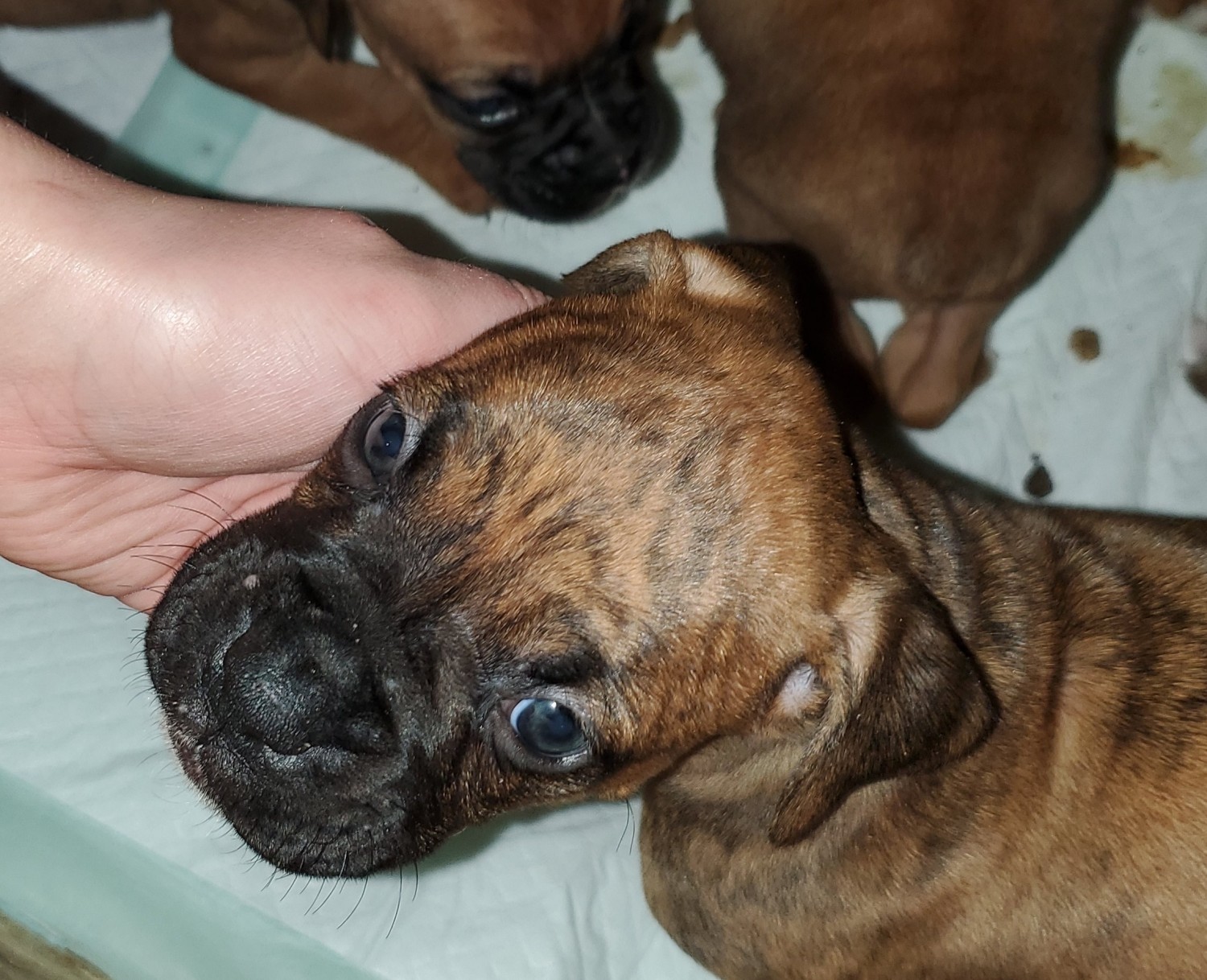 Boxer Puppies For Sale Warrens, WI 318242 Petzlover