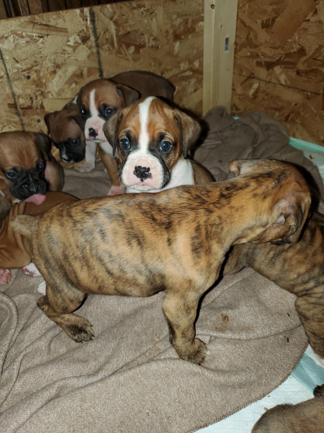 Boxer Puppies For Sale Warrens, WI 318242 Petzlover