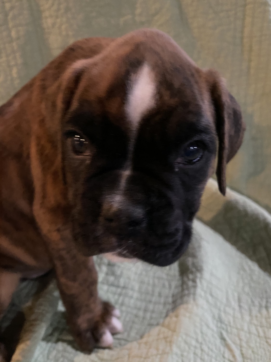 Boxer Puppies For Sale Kalamazoo, MI 321384 Petzlover