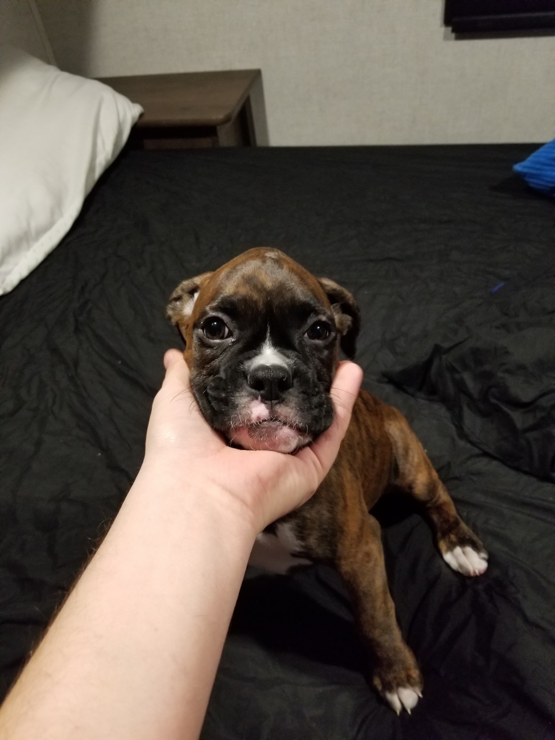 Boxer Puppies For Sale Pacifica, CA 321506 Petzlover