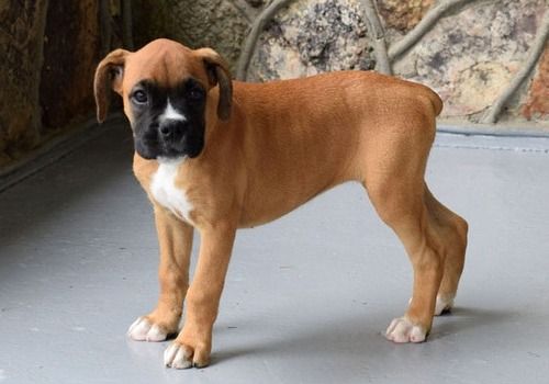 Boxer Puppies For Sale Raleigh, NC 321878 Petzlover
