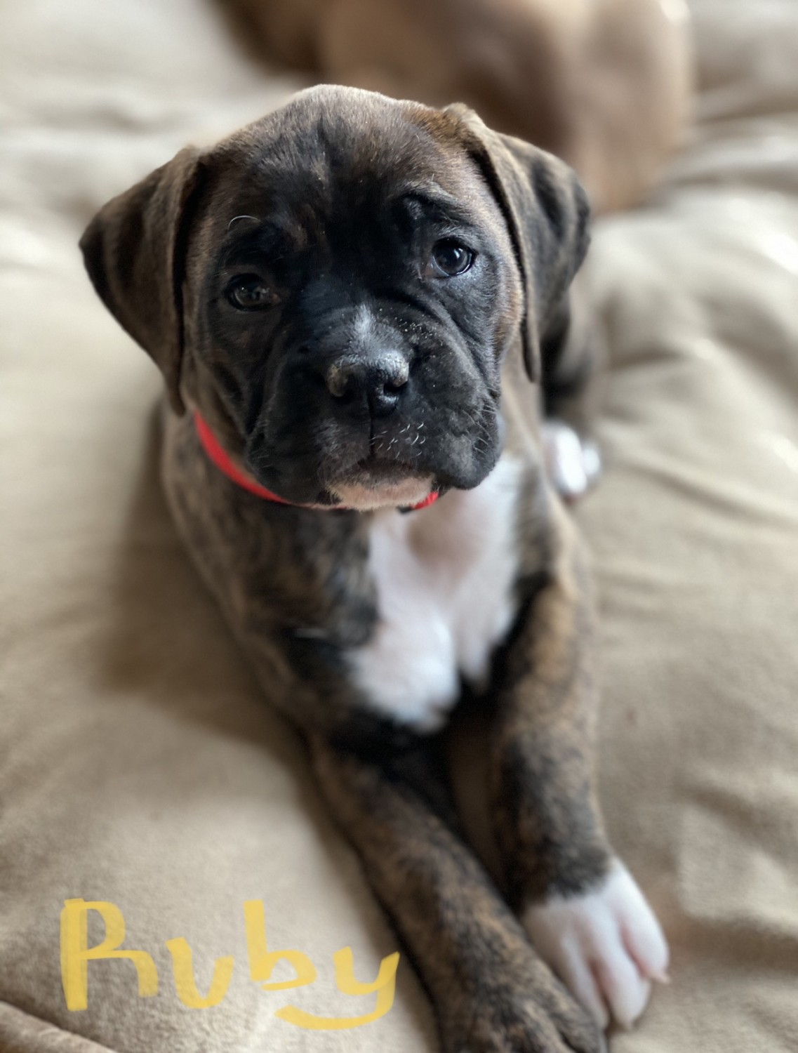 Boxer Puppies For Sale Columbus, OH 321886 Petzlover