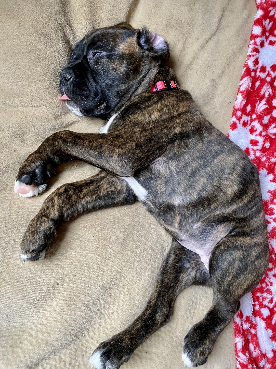 Boxer Puppies For Sale Columbus, OH 321886 Petzlover