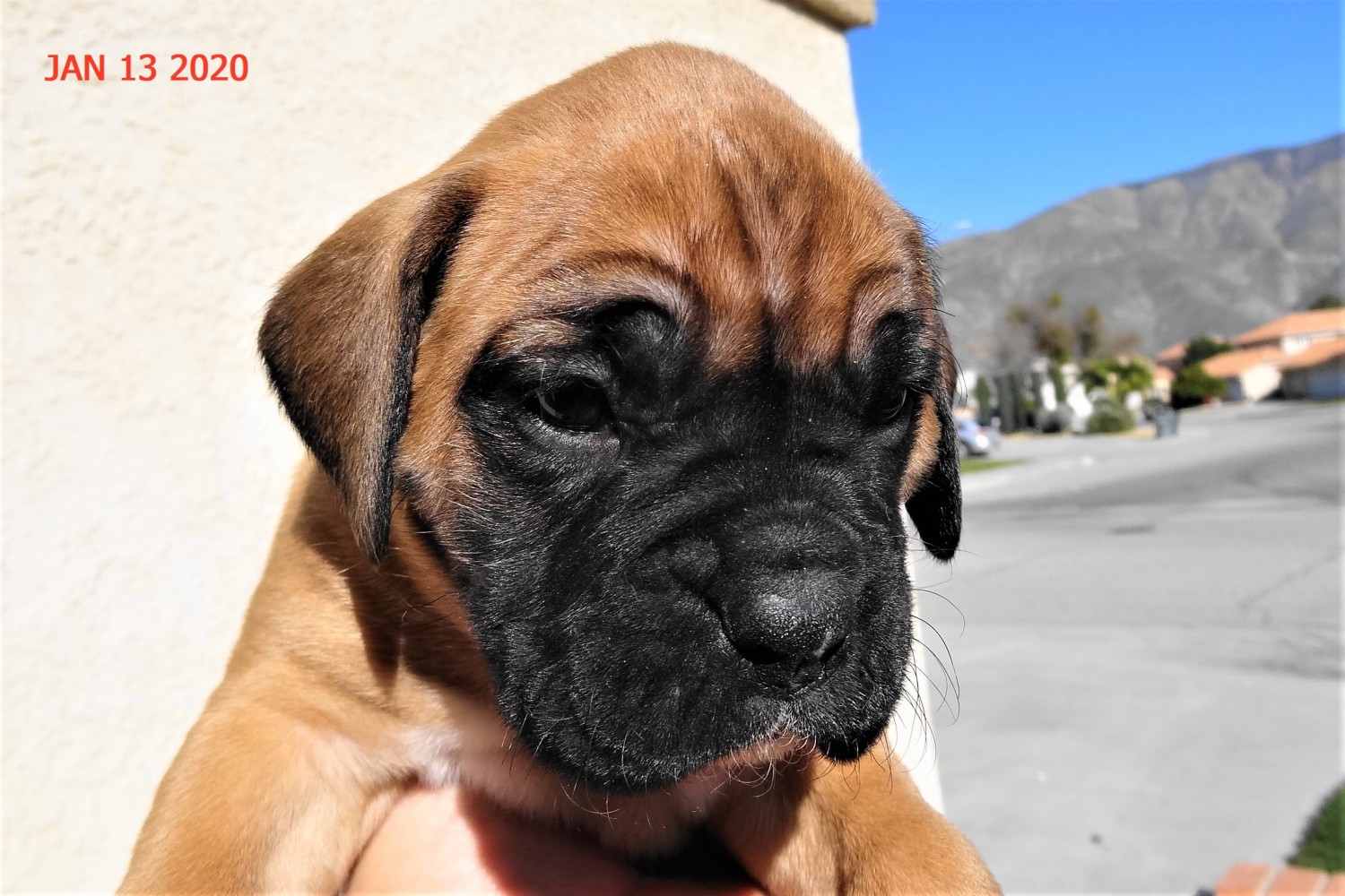 Boxer Puppies For Sale | Santa Rosa, CA #323271 | Petzlover