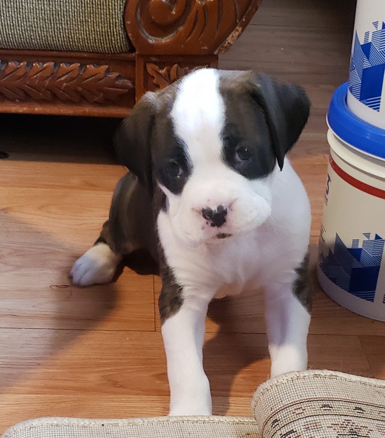 Boxer Puppies For Adoption In Nj / Boxer Puppies For Sale