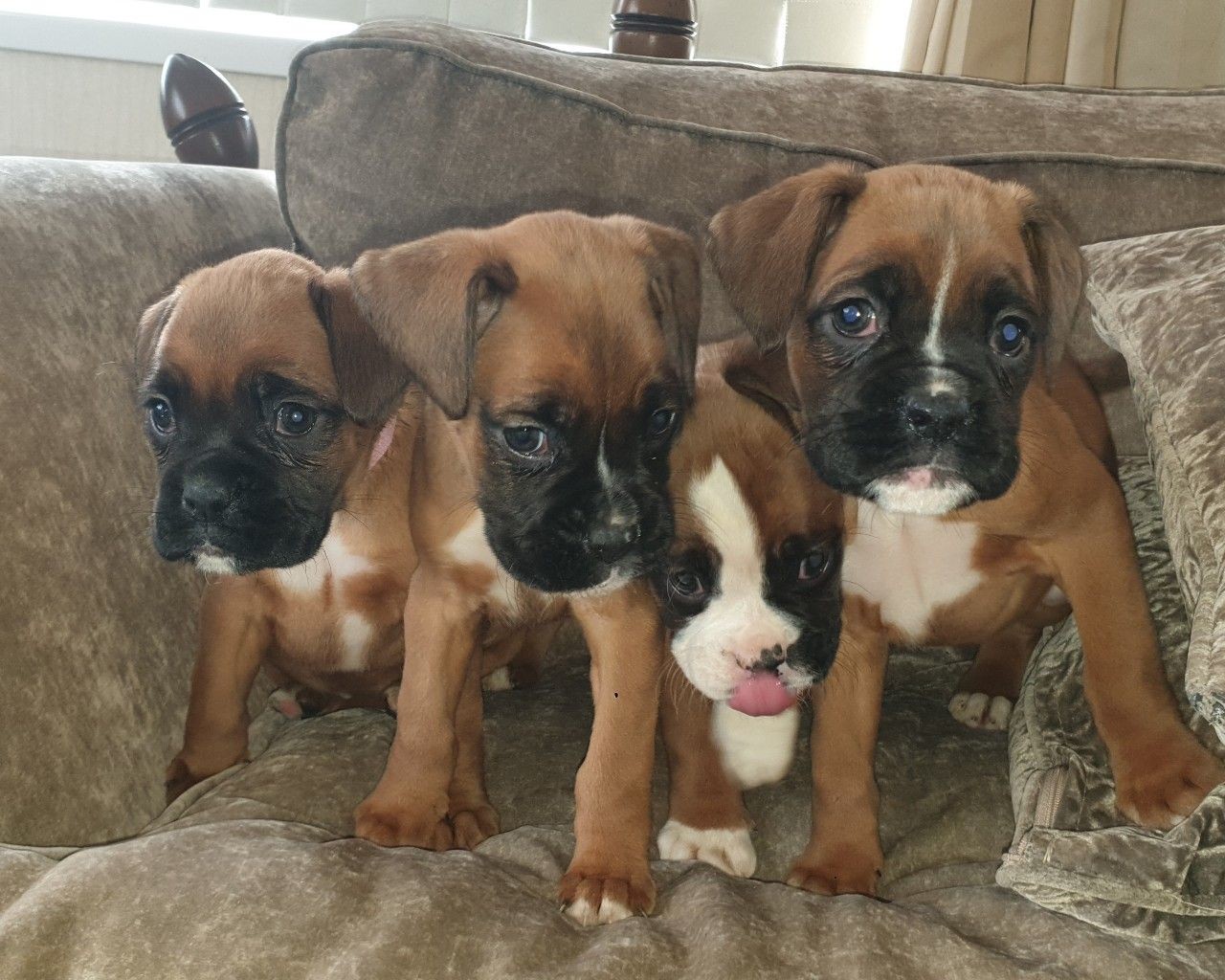 Boxer Puppies For Sale Los Angeles, CA 323939 Petzlover