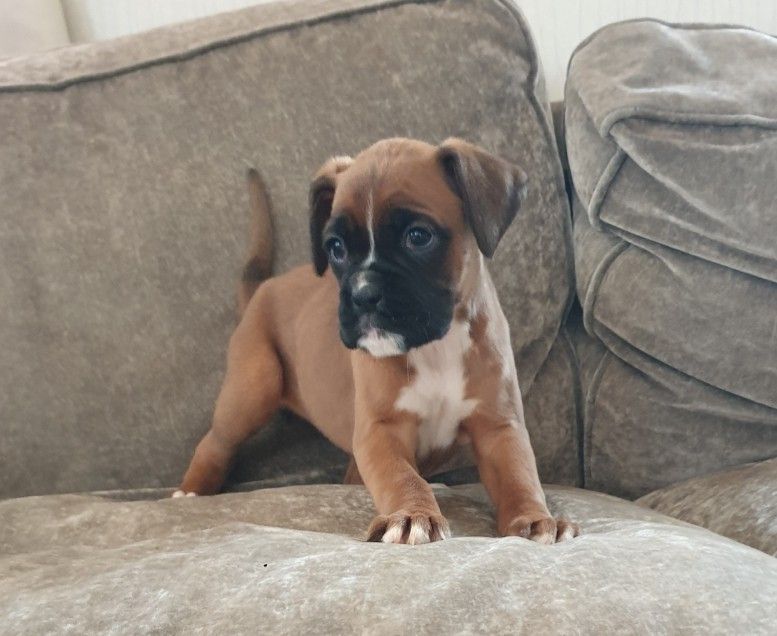 Boxer Puppies Indianapolis / Boxer Puppies For Sale