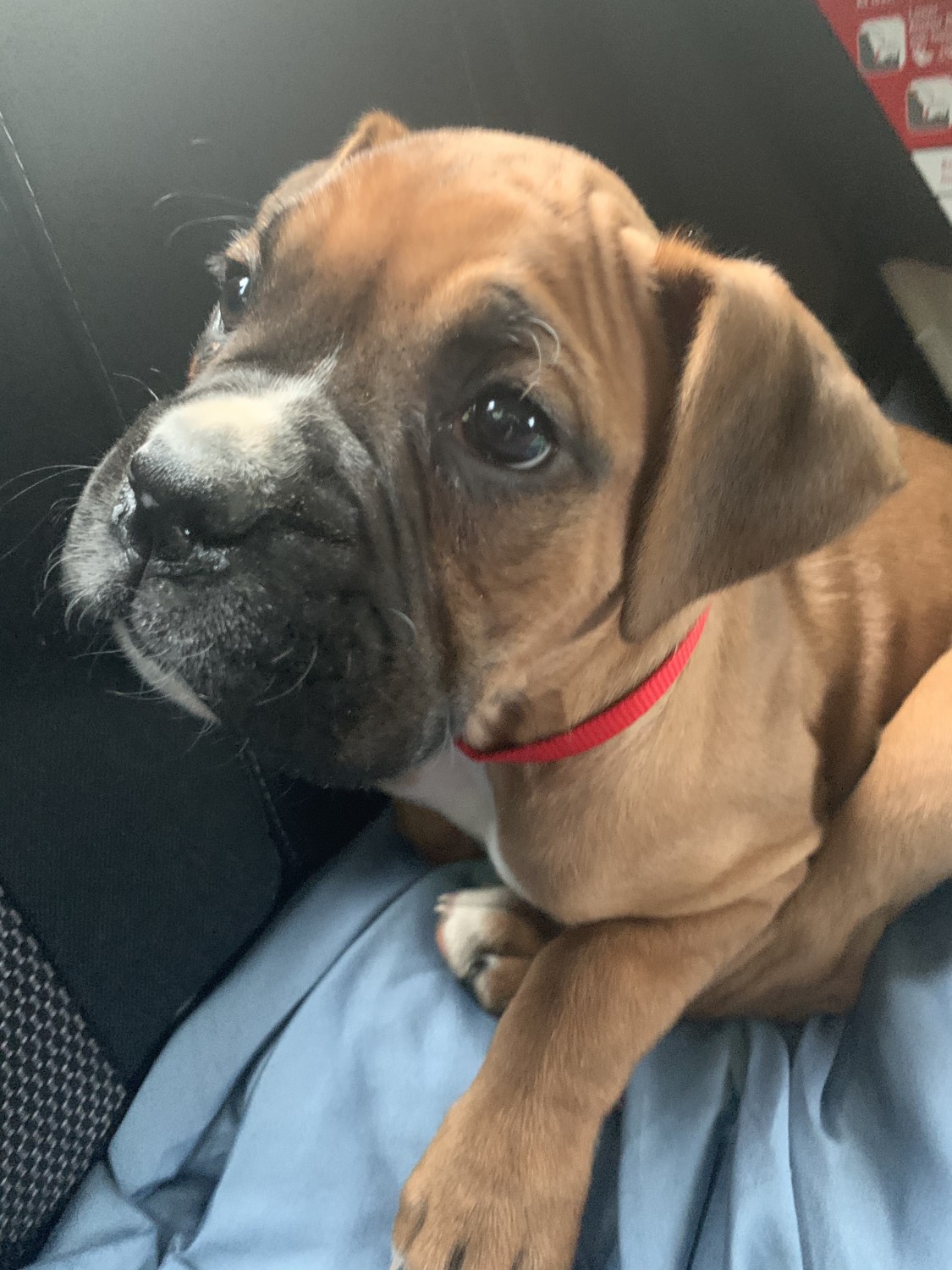 Boxer Puppies For Sale New York, NY 329413 Petzlover