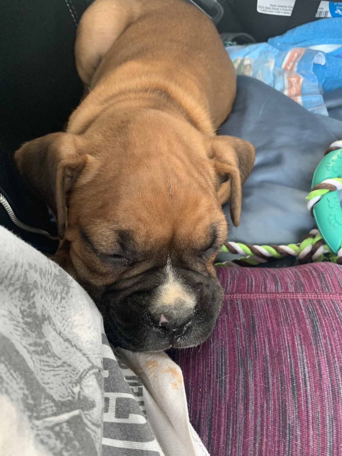 Boxer Puppies For Sale New York, NY 329413 Petzlover