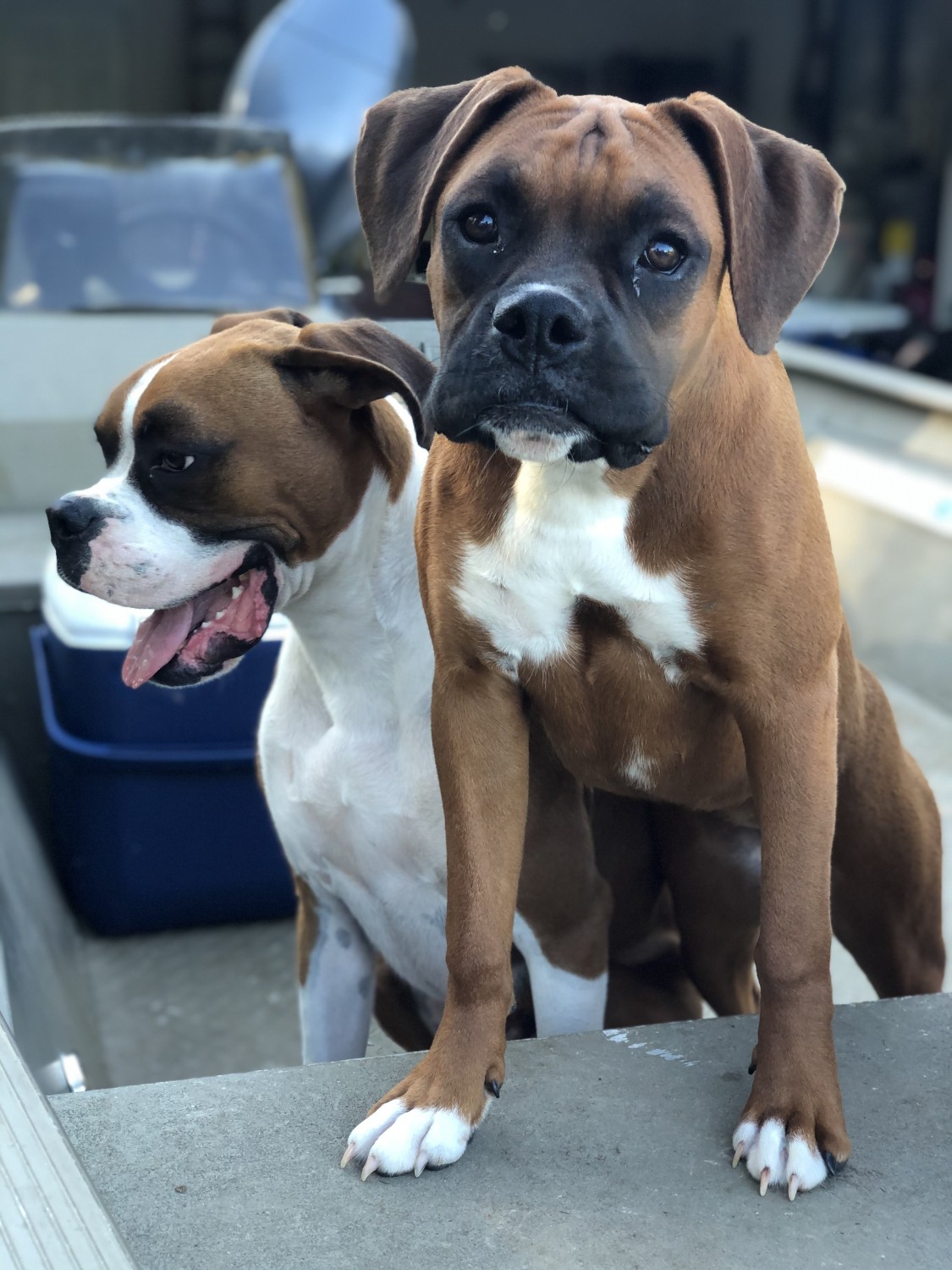 Boxer Puppies For Sale St. Augustine, FL 330716