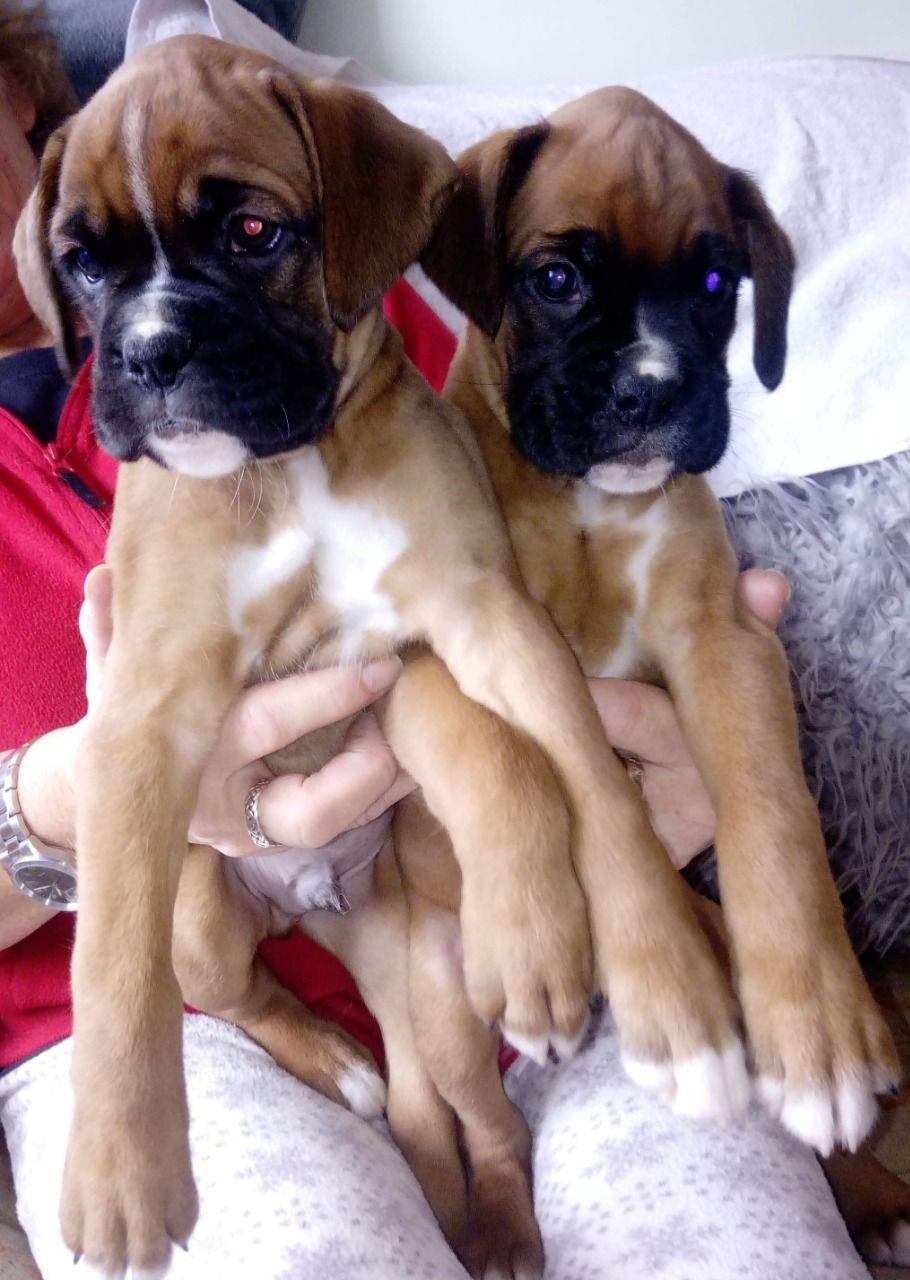 Boxer Puppies For Sale Texarkana, TX 332696 Petzlover
