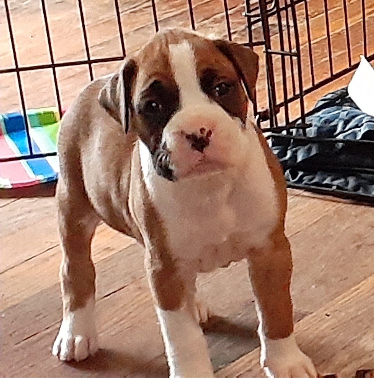 Boxer Puppies For Sale Huntsville Al 337054 Petzlover