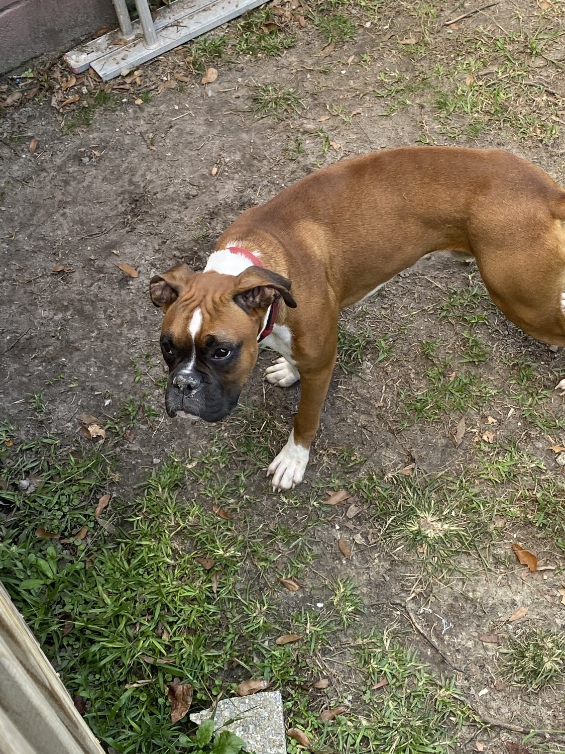Boxer Puppies For Sale Jacksonville, NC 339219