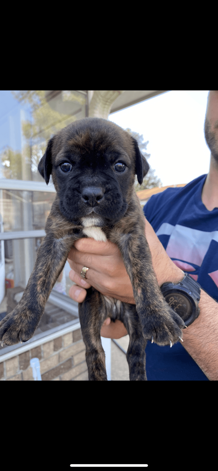 Boxer Puppies Louisiana Breed specific rescues at