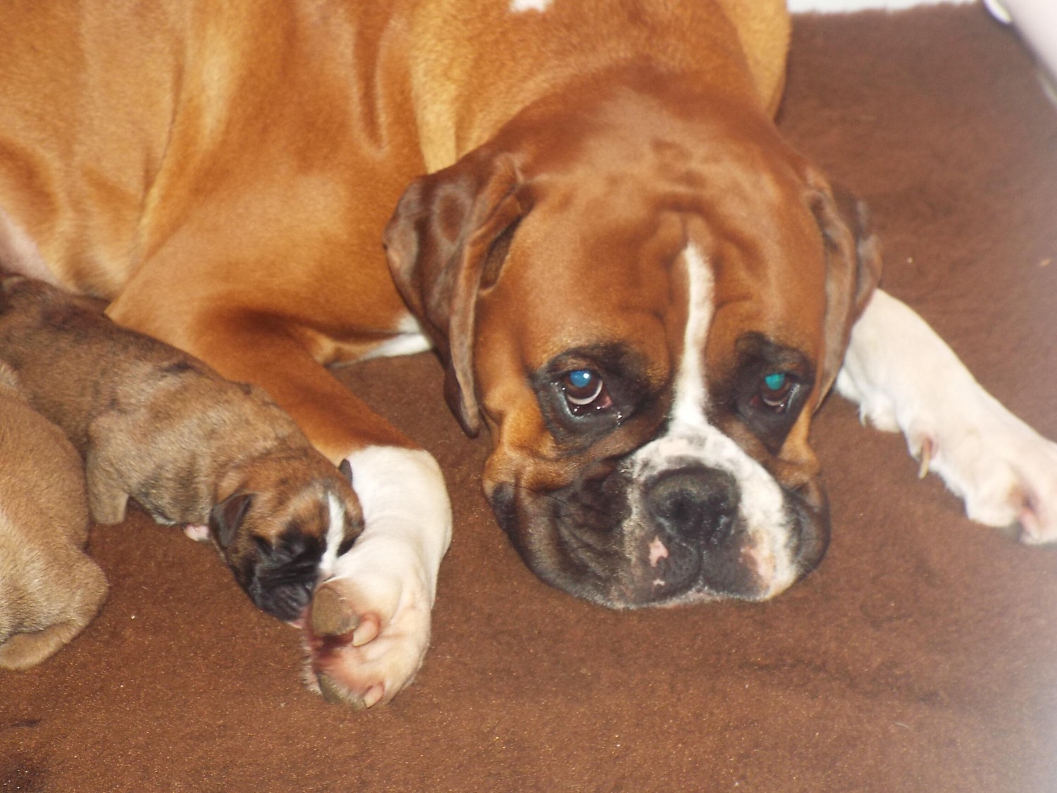 Boxer Puppies For Sale Orlando, FL 355426 Petzlover