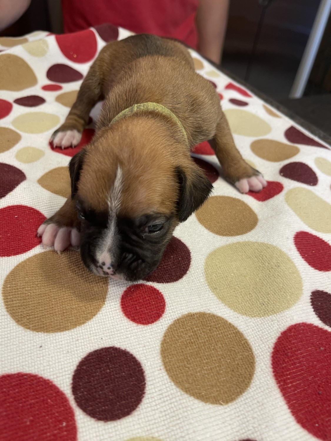 Boxer Puppies For Sale Greenfield Il 357292 Petzlover