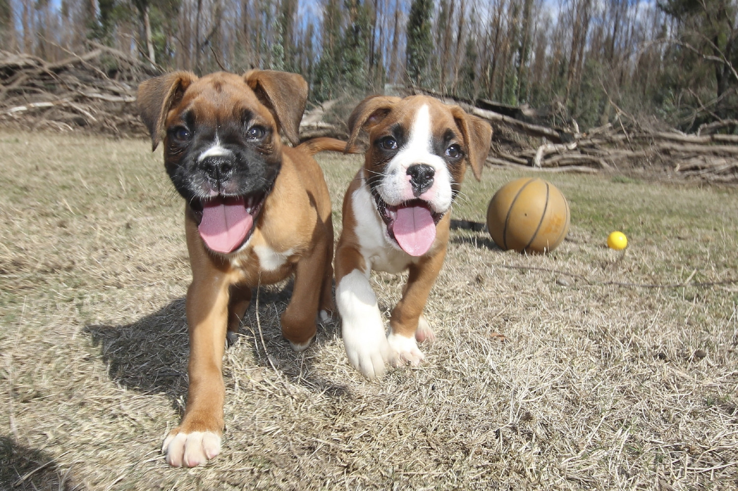 mix Bullboxer Puppies For Sale | Greenfield Boxer Puppies For Sale | ...