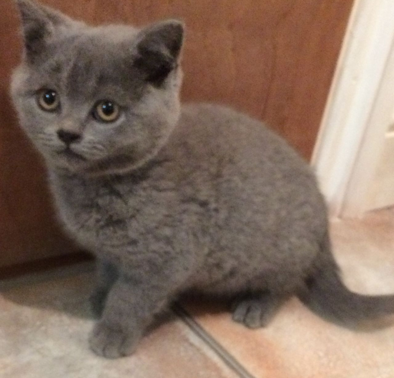 Brazilian Shorthair Cats For Sale Lake Mary Fl 195815