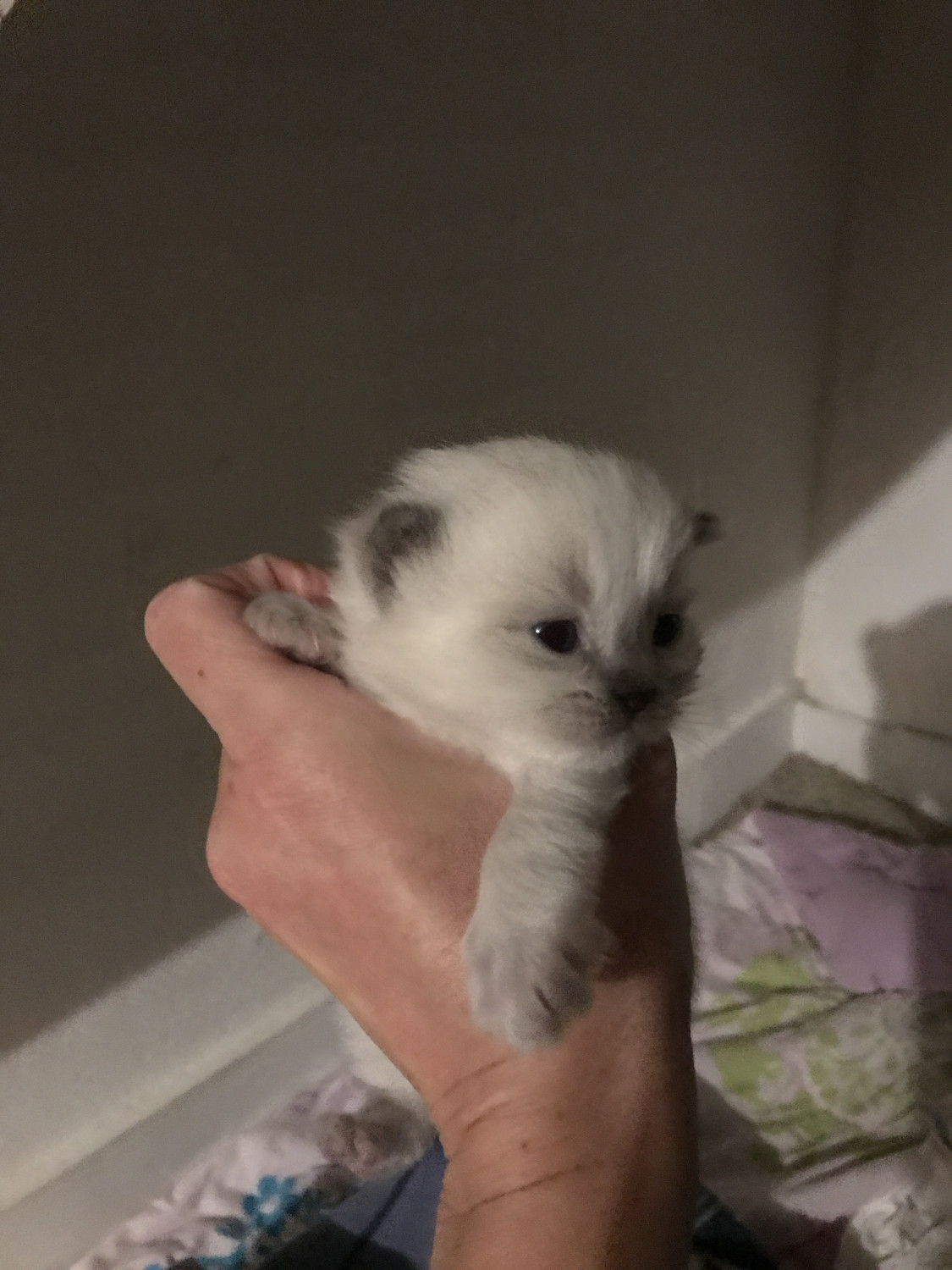 British Longhair Cats For Sale Hastings, MI 209284