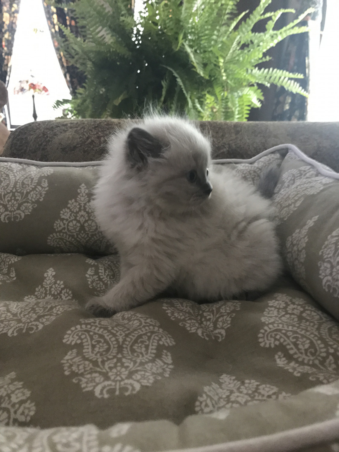 British Longhair Cats For Sale Hastings, MI 209284