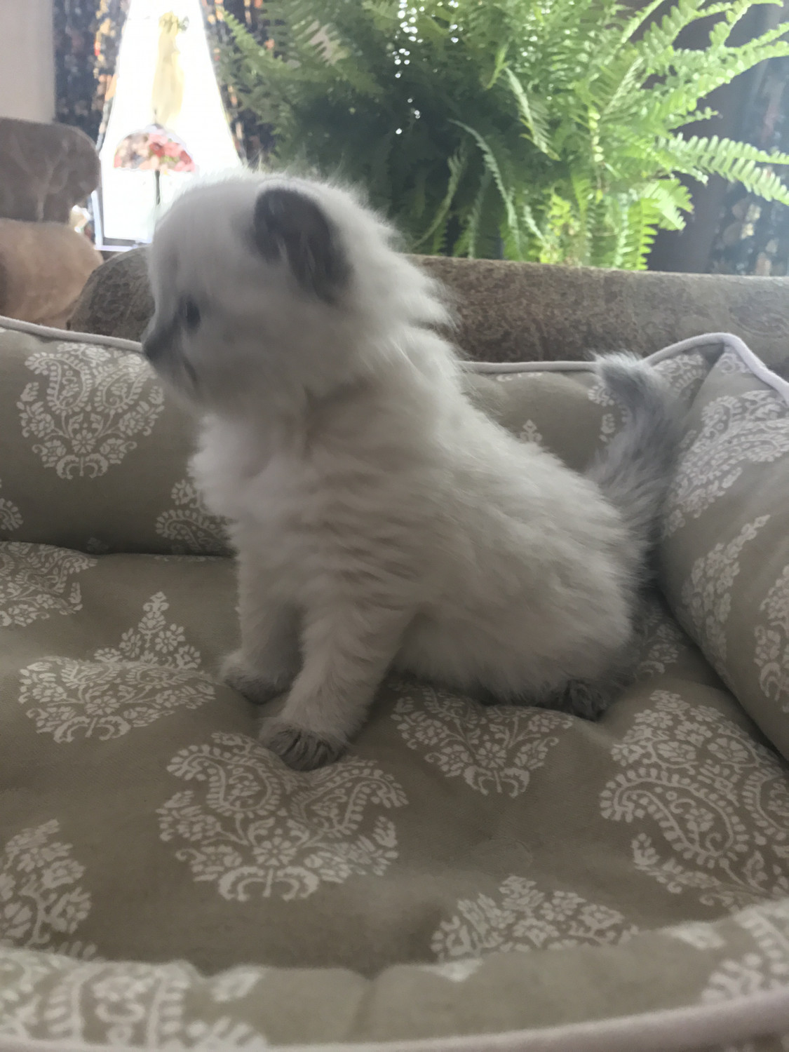 British Longhair Cats For Sale Hastings, MI 209284