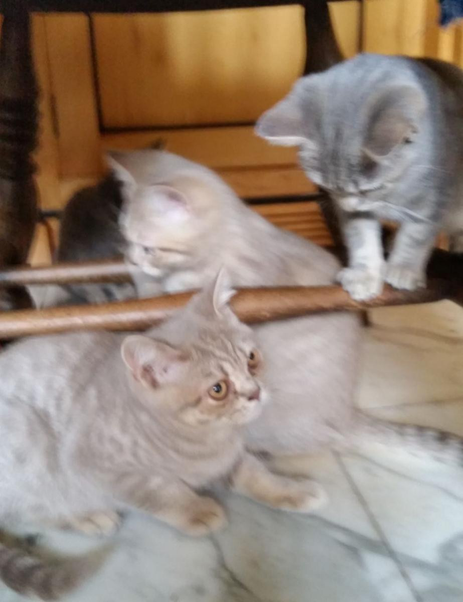British Shorthair Kittens For Sale Virginia British Shorthair