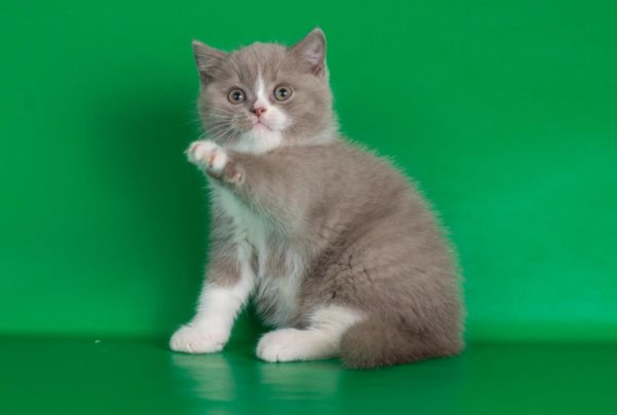 British Shorthair Cats For Sale Madison, WI 263098