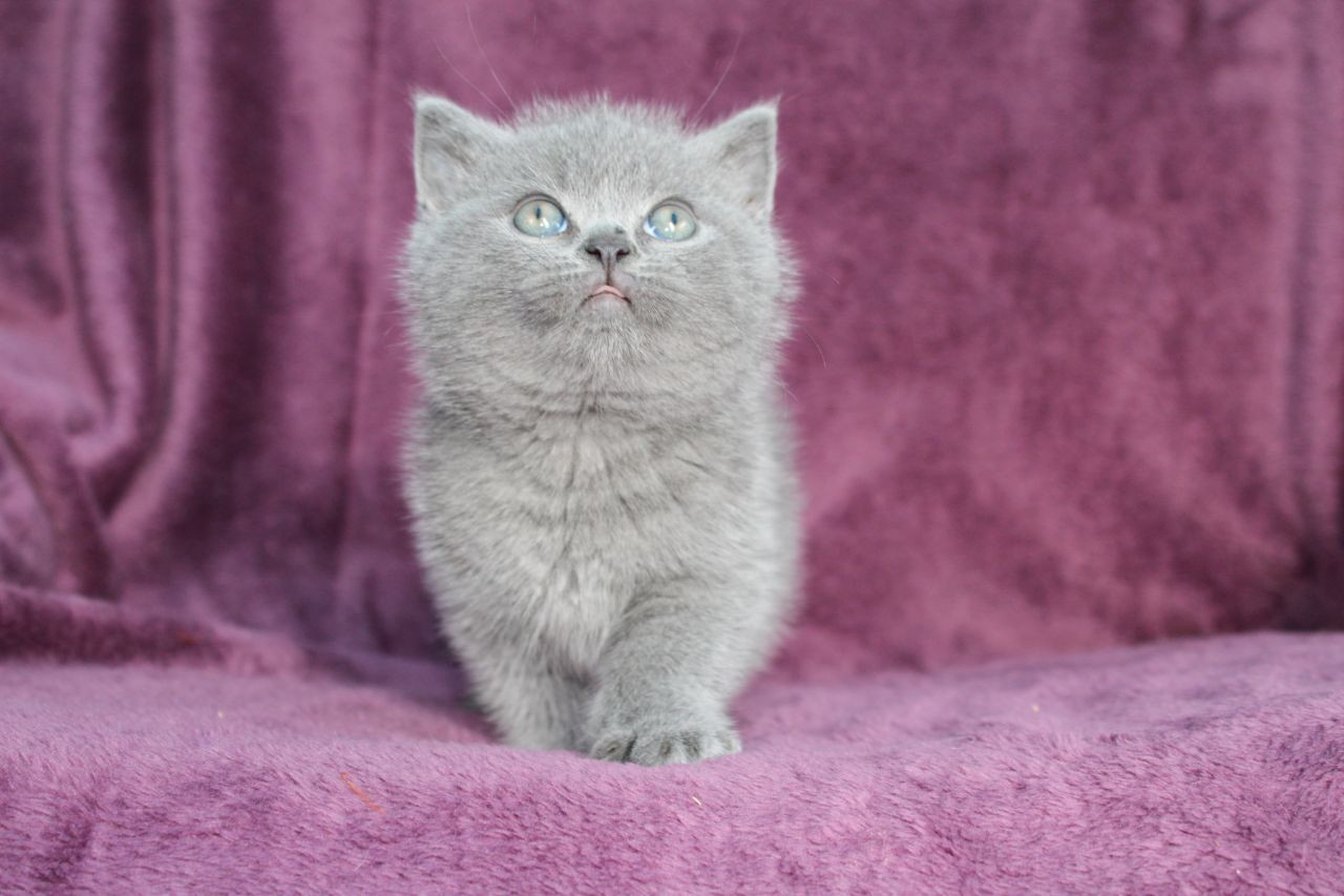 British Shorthair Cats For Sale Madison, WI 263098