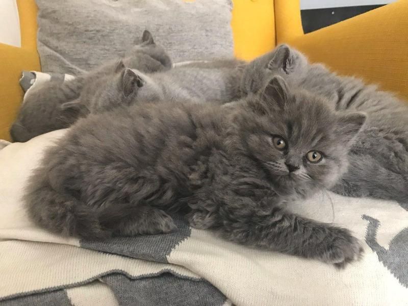 British Shorthair Cats For Sale Grand Forks, ND 291047