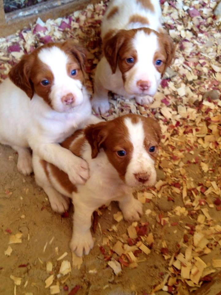 Brittany Puppies For Sale Weatherford Tx 203795