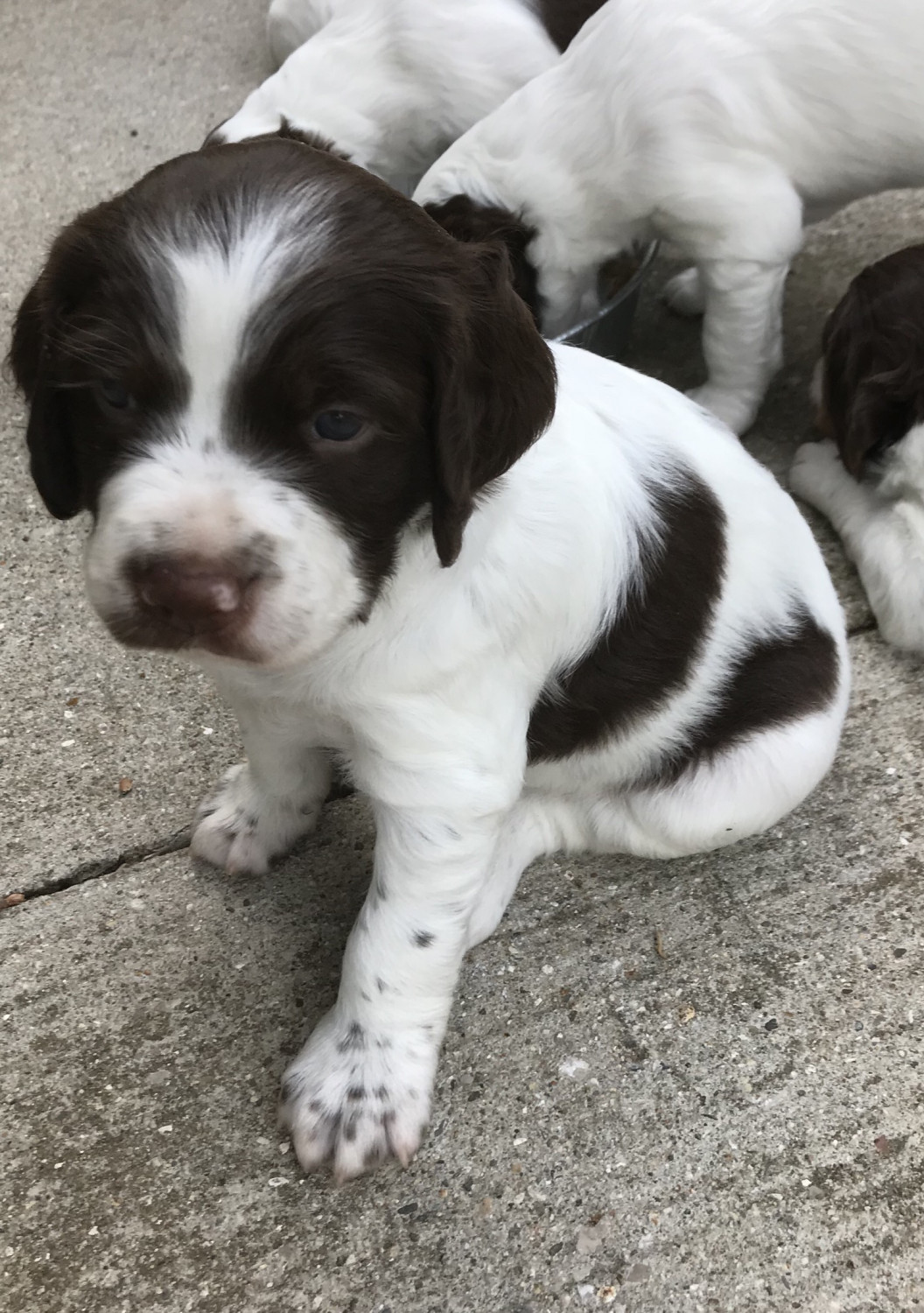 Brittany Puppies For Sale Lake, MI 277146 Petzlover